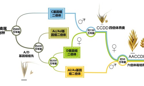 王桂枝个人资料-王桂绵的中药好吗专区_桂的功效作用与主治专区_王桂的功效网