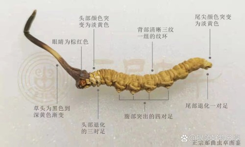 桂技功效-王桂绵的中药好吗专区_桂的功效作用与主治专区_王桂的功效网