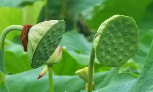 王桂枝个人资料-王桂绵的中药好吗专区_桂的功效作用与主治专区_王桂的功效网